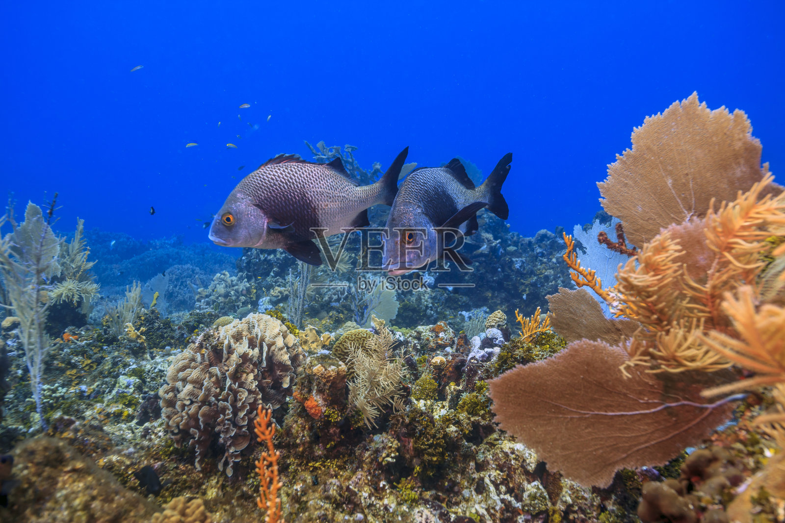 黑马盖特，阿尼索特雷莫斯，照片摄影图片