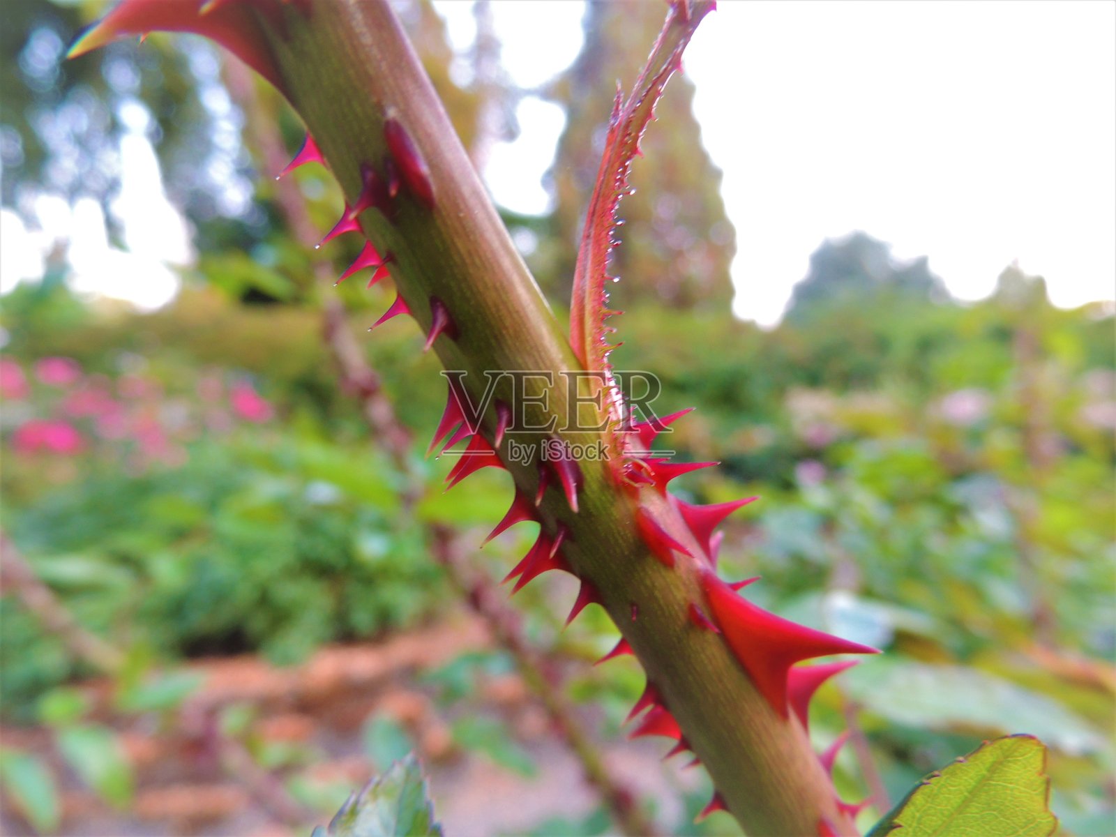 荆棘照片摄影图片