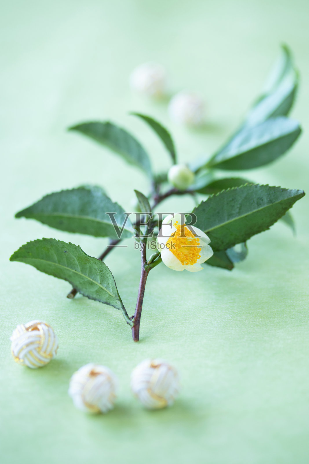 茶树照片摄影图片