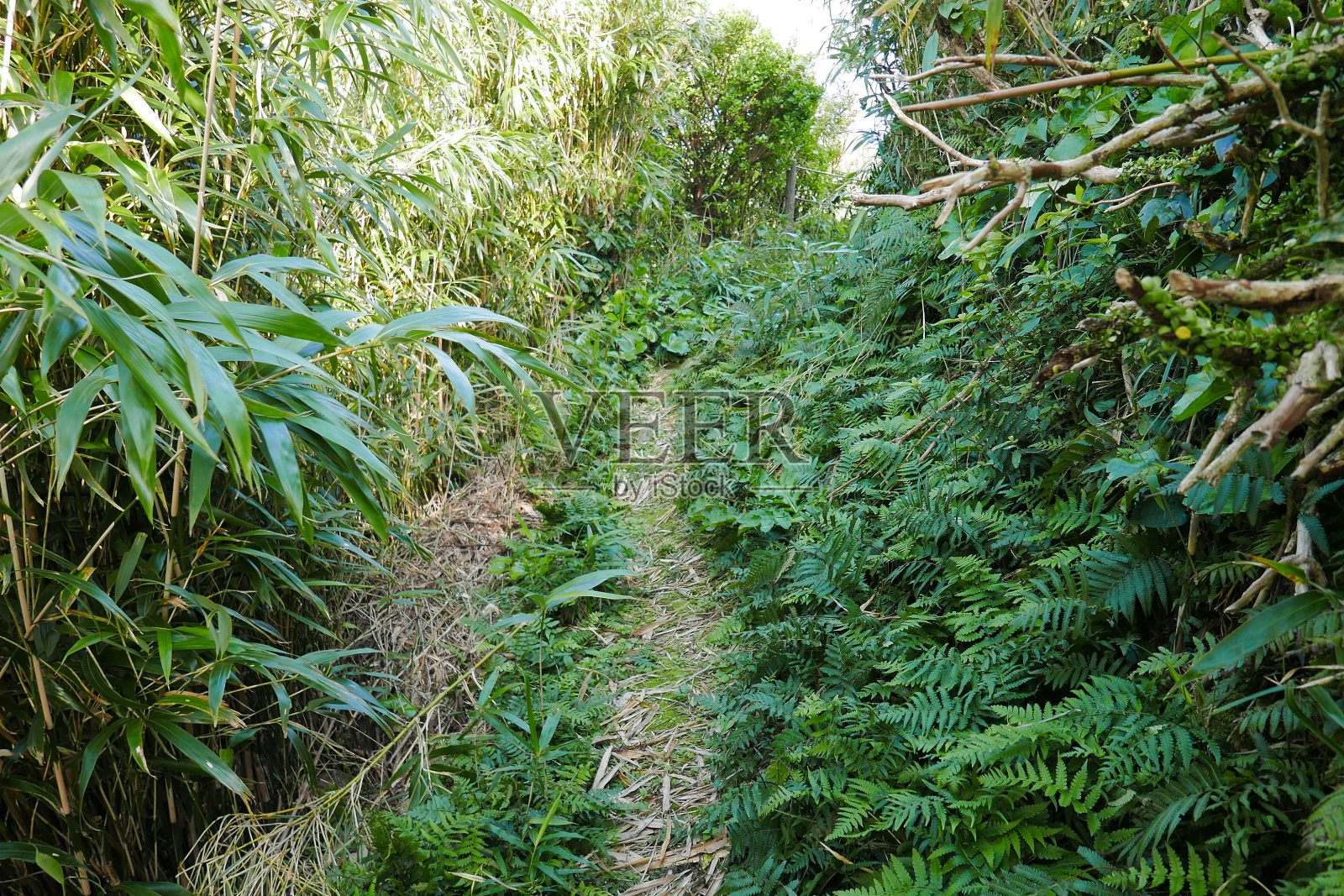 日本东京的青岛岛照片摄影图片