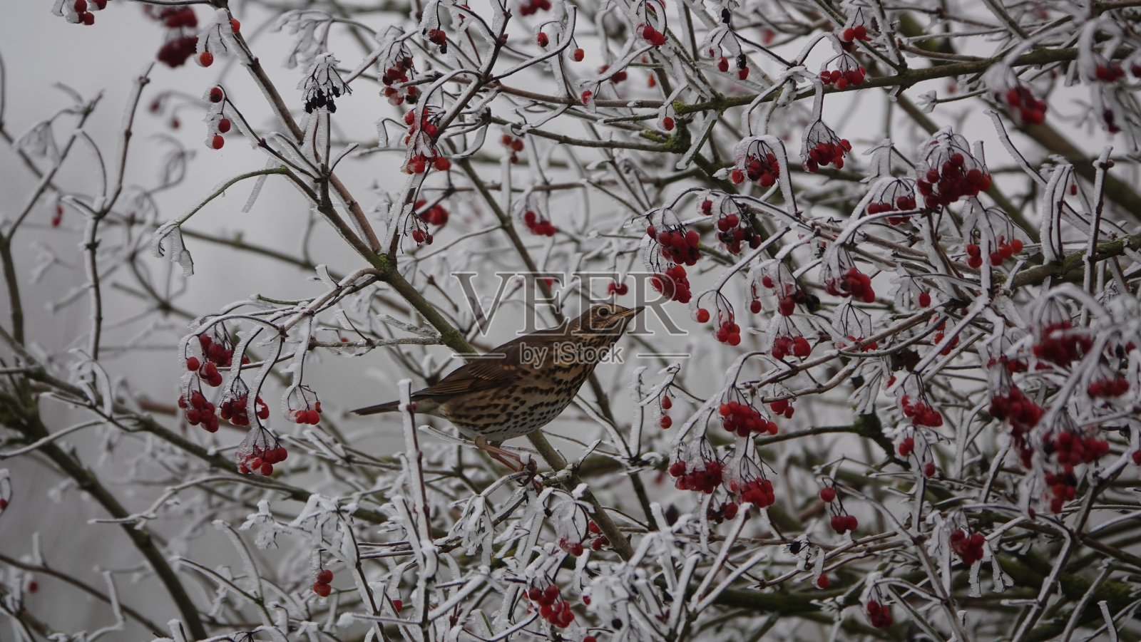 冰冷的零食照片摄影图片