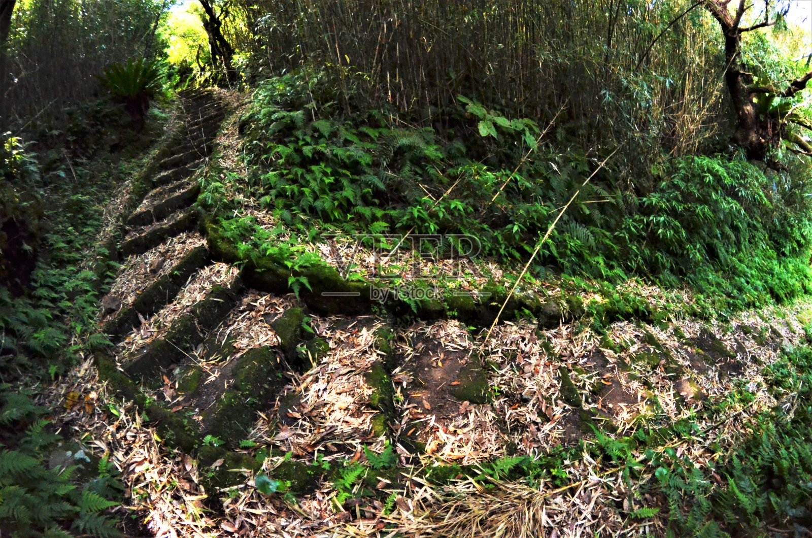 日本东京的青岛岛照片摄影图片