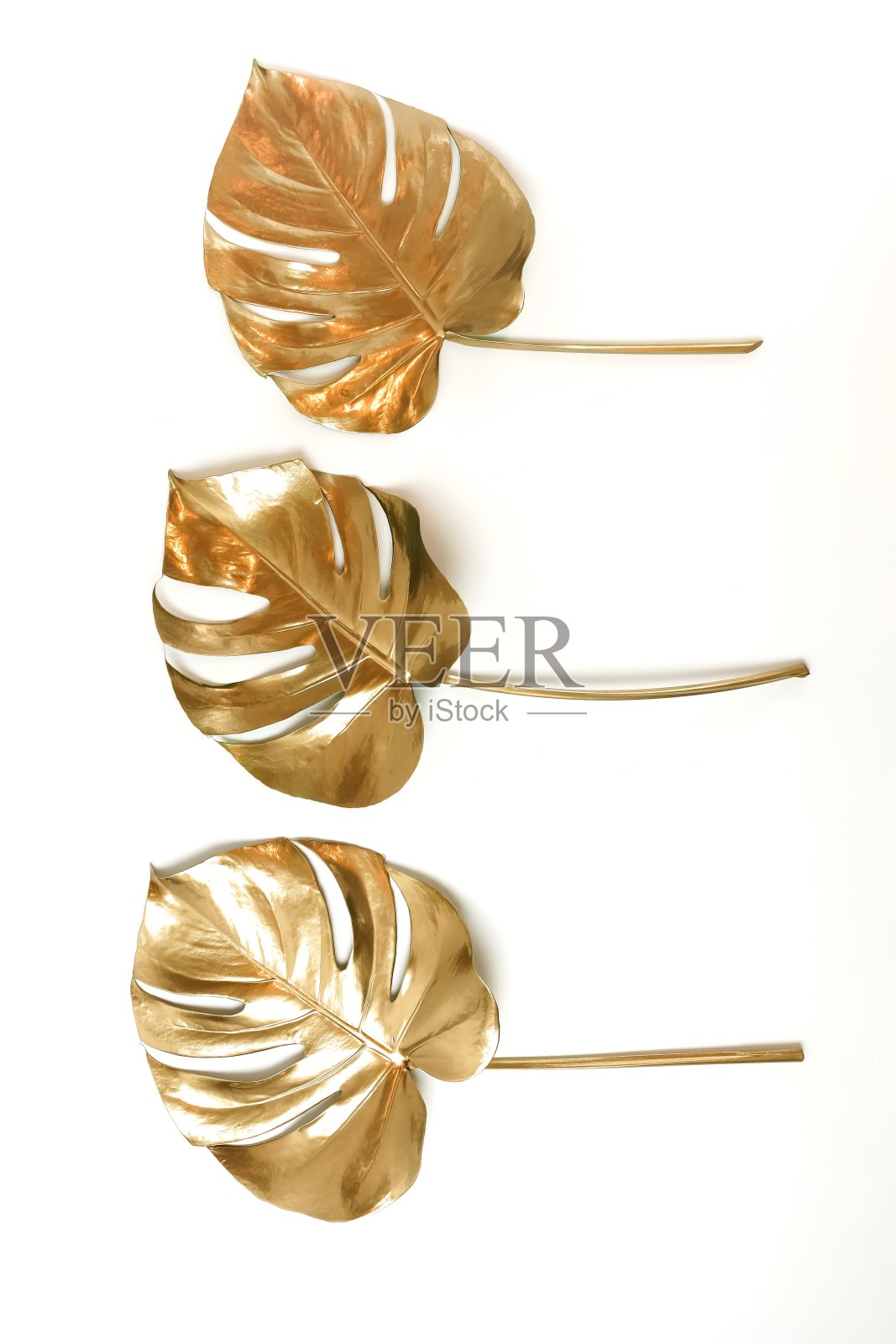 金色的怪物叶子孤立在白色的背景。前视图。花卡。照片摄影图片