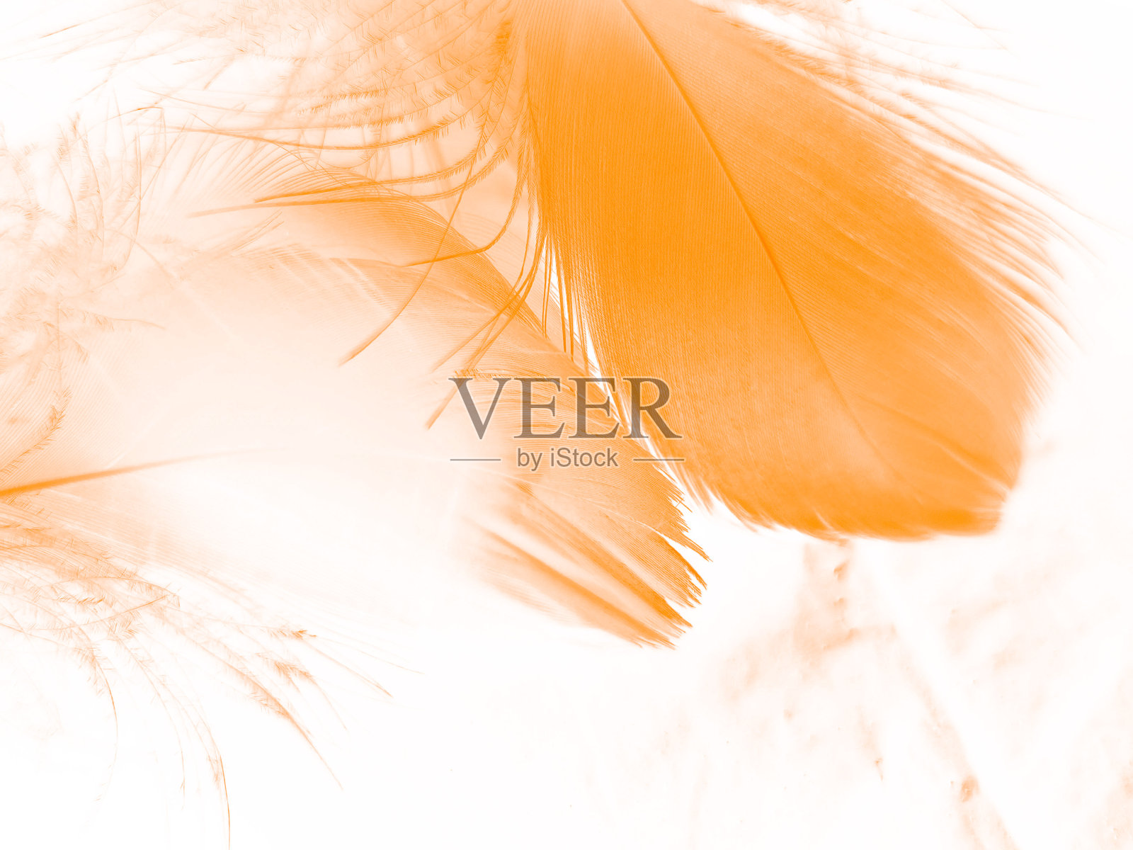 白色背景上美丽抽象的橙色羽毛，白色图案背景上柔软的棕色羽毛纹理，黄色羽毛壁纸，爱情主题，情人节照片摄影图片