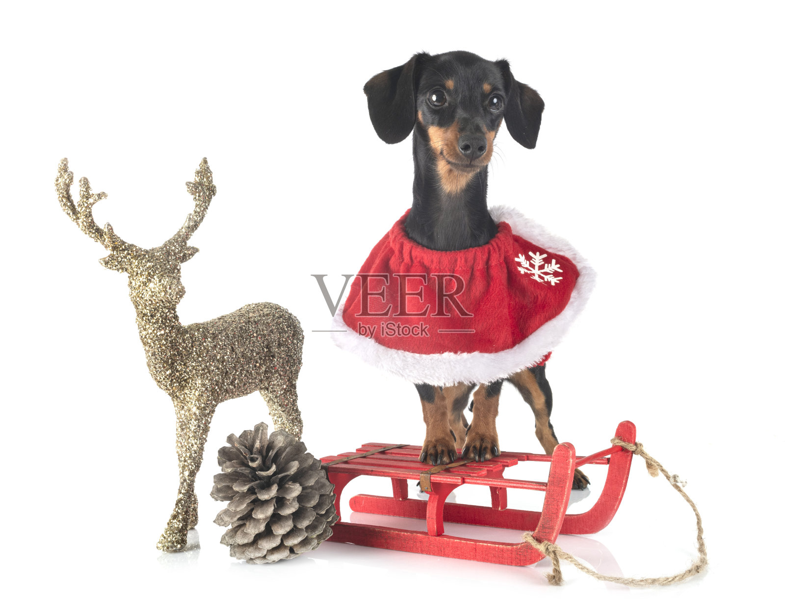 黑色和棕褐色腊肠犬照片摄影图片