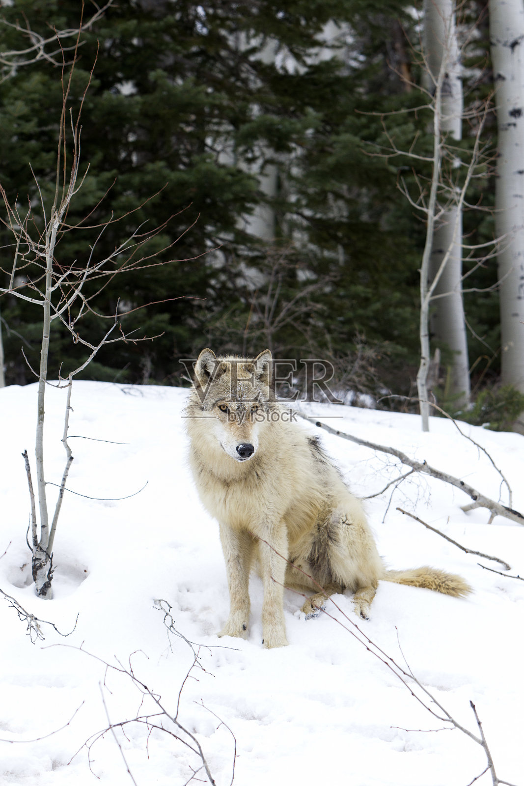 狼照片摄影图片