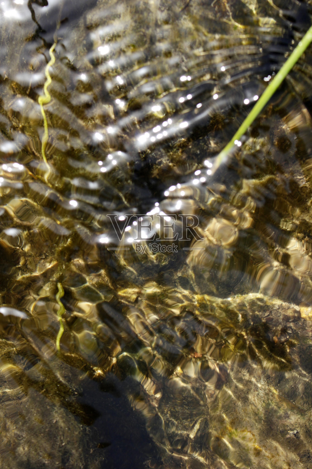 水流表面和藻类照片摄影图片