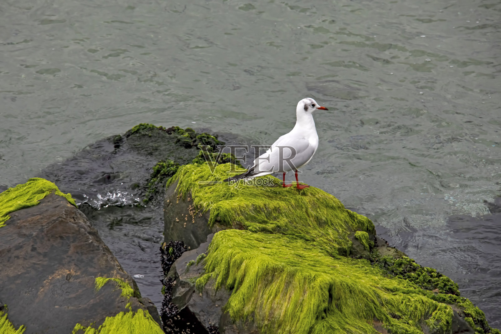 海鸥在海边的岩石上照片摄影图片