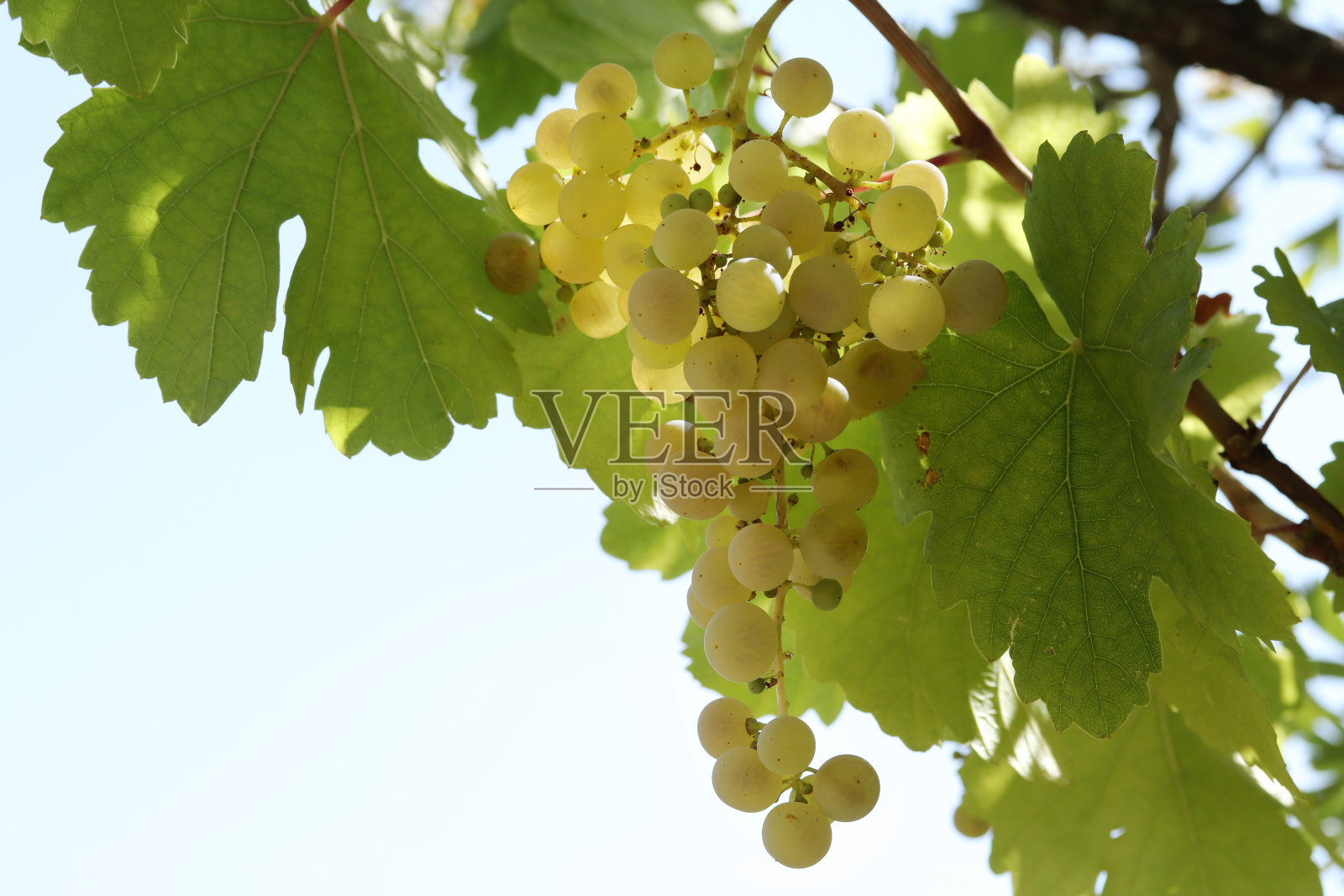 秋天成熟的天然白葡萄照片摄影图片