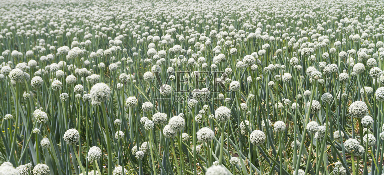 洋葱字段照片摄影图片