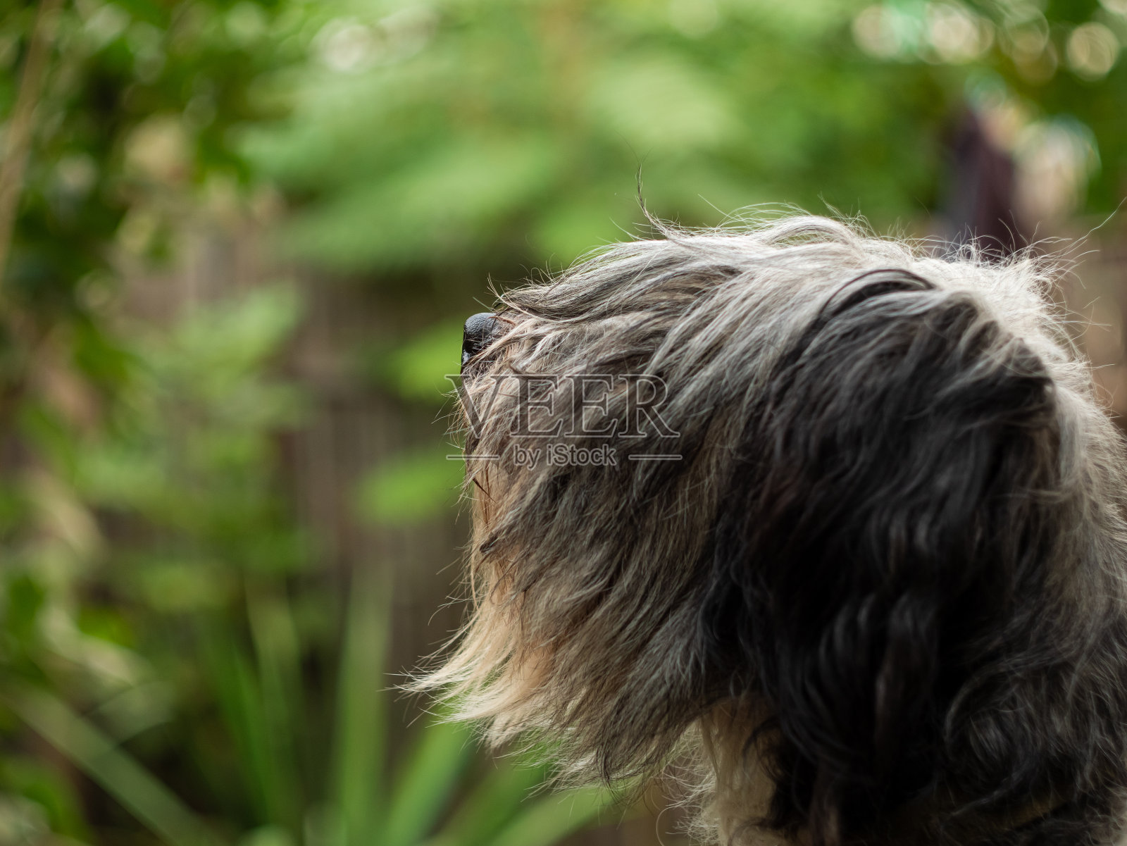 波兰低地牧羊犬坐在街上的木凳上，露出粉红色的舌头。一只黑白相间的狗的肖像。照片摄影图片