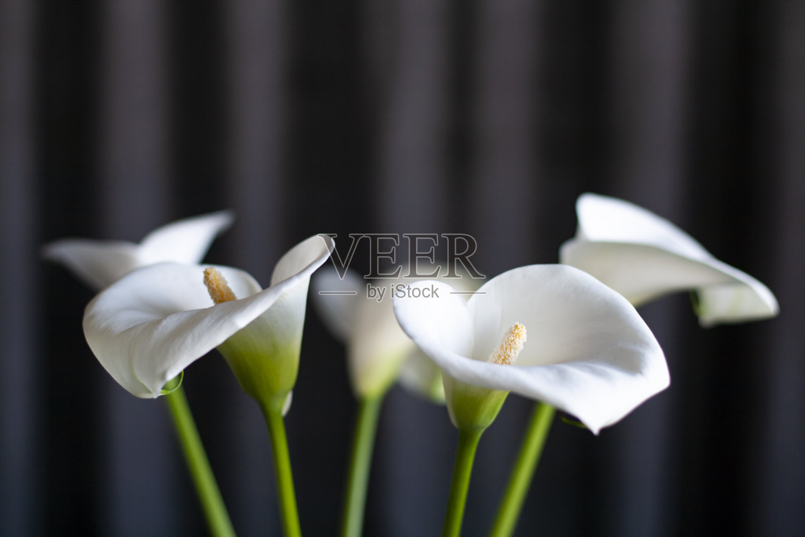 深灰色背景上有一束精致的白色粪便照片摄影图片