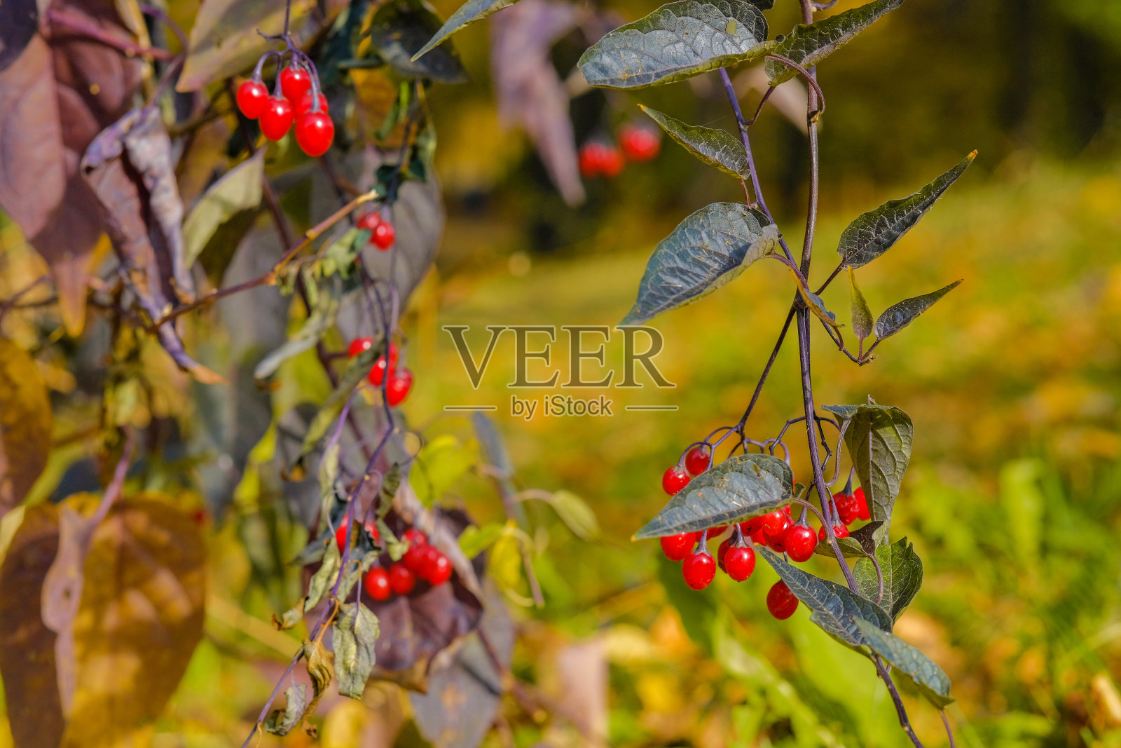 在一个阳光明媚的秋日，选择性地聚焦在树枝上鲜红的浆果上。照片摄影图片