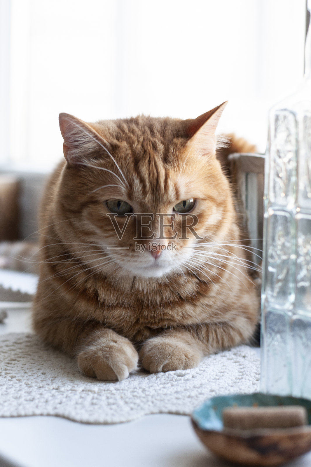 一只可爱的姜黄色的猫坐在窗台上。照片摄影图片