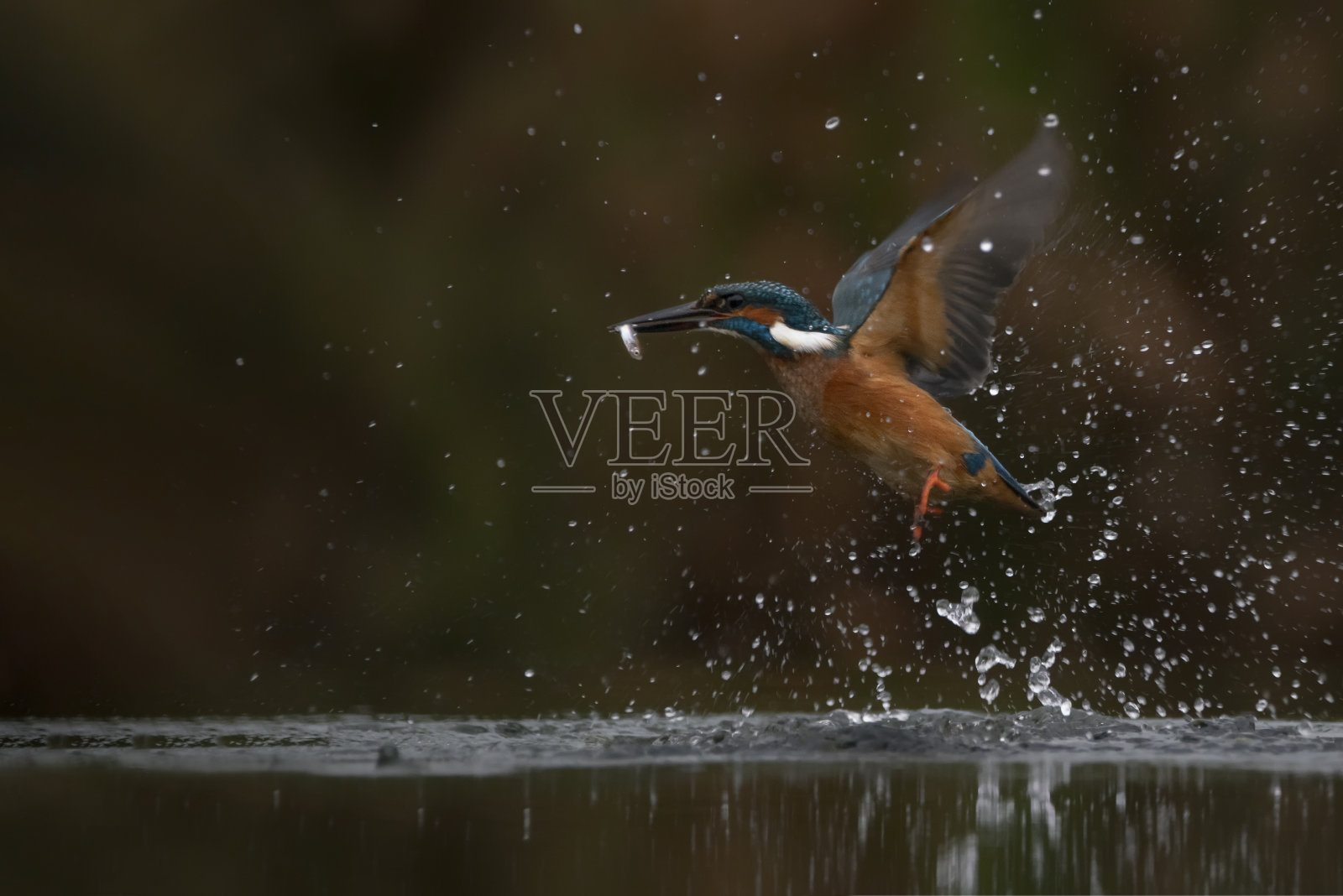 普通的欧洲翠鸟(翠鸟)。照片摄影图片