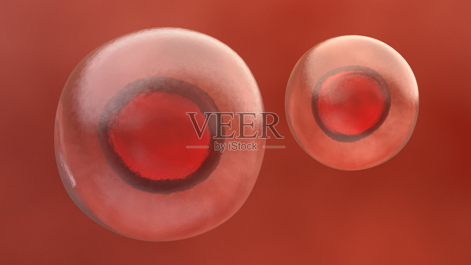 红色的干细胞照片摄影图片