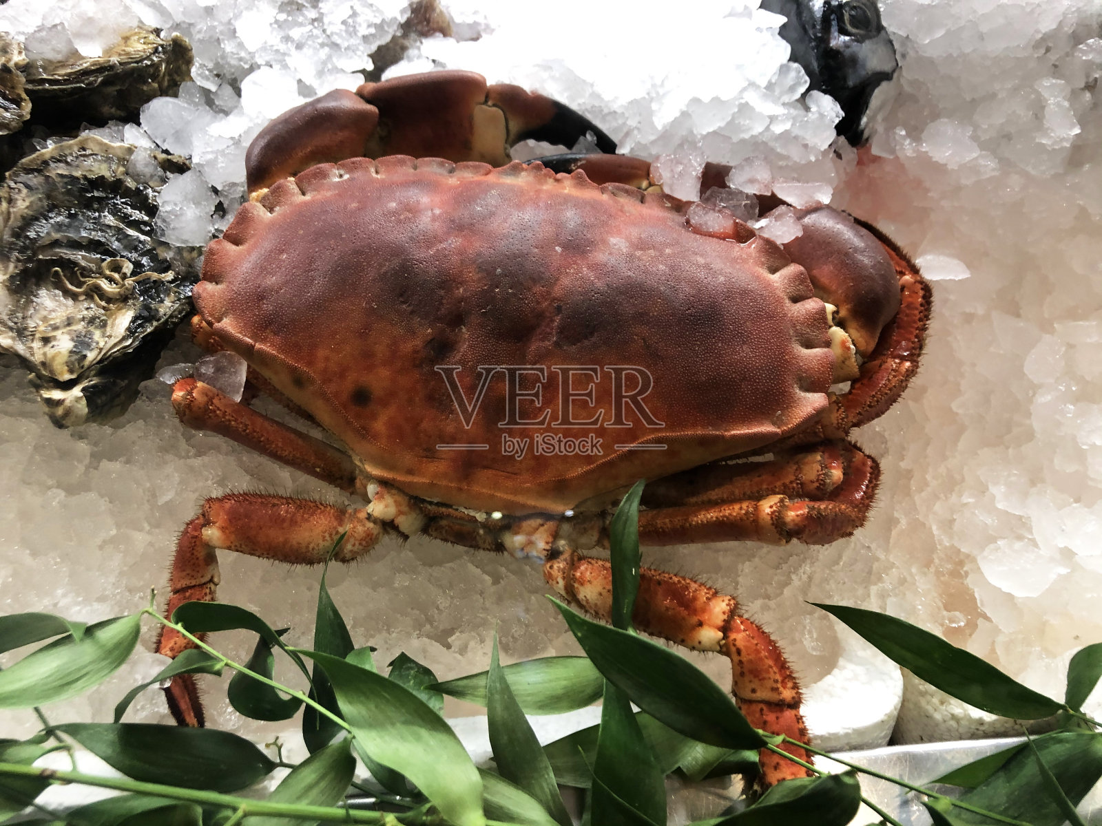 这张特写展示了在金属盘子里用碎冰保存的煮熟的大螃蟹和牡蛎照片摄影图片