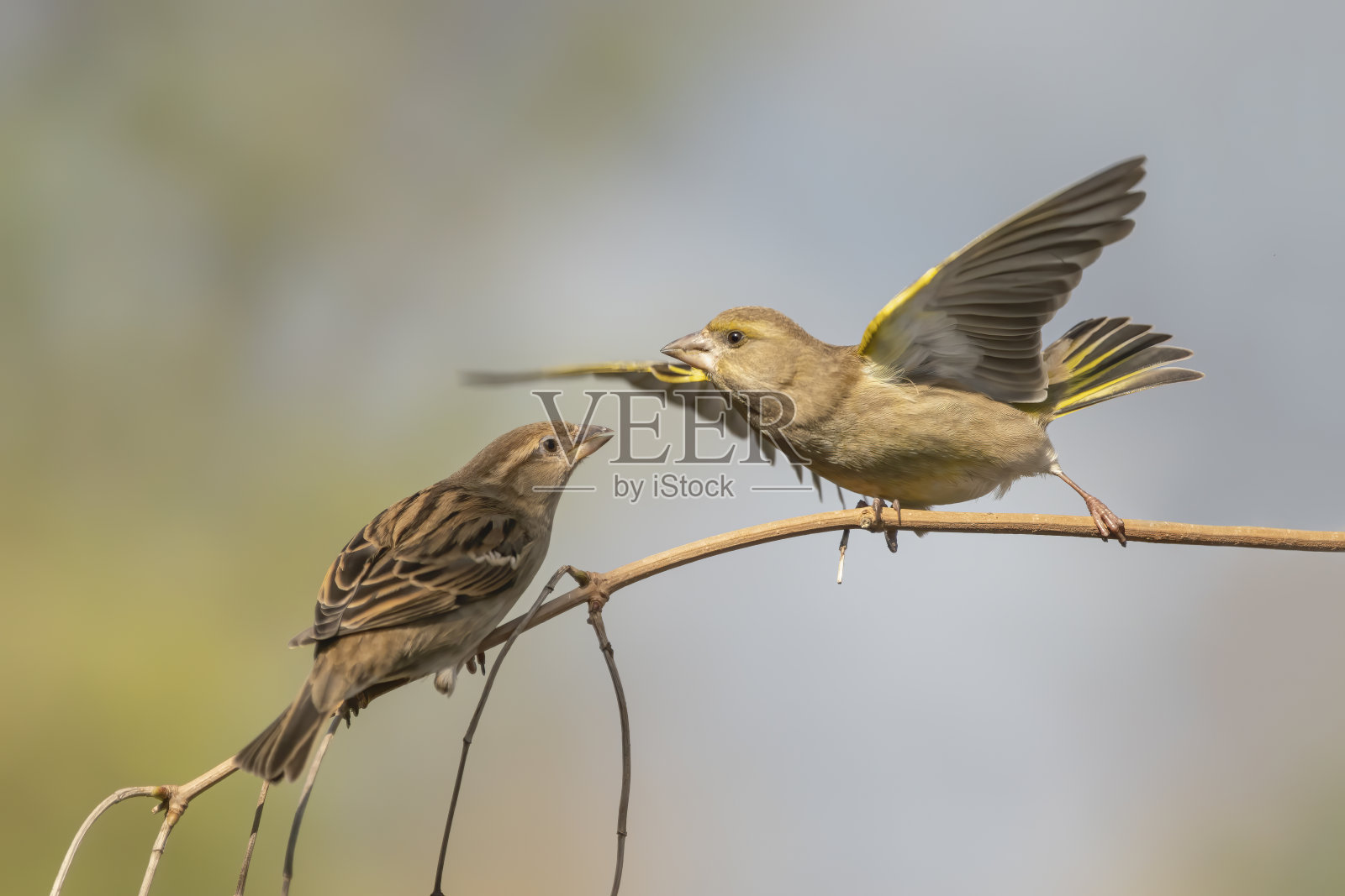 树枝上的两只雌性家麻雀(家麻雀)。照片摄影图片