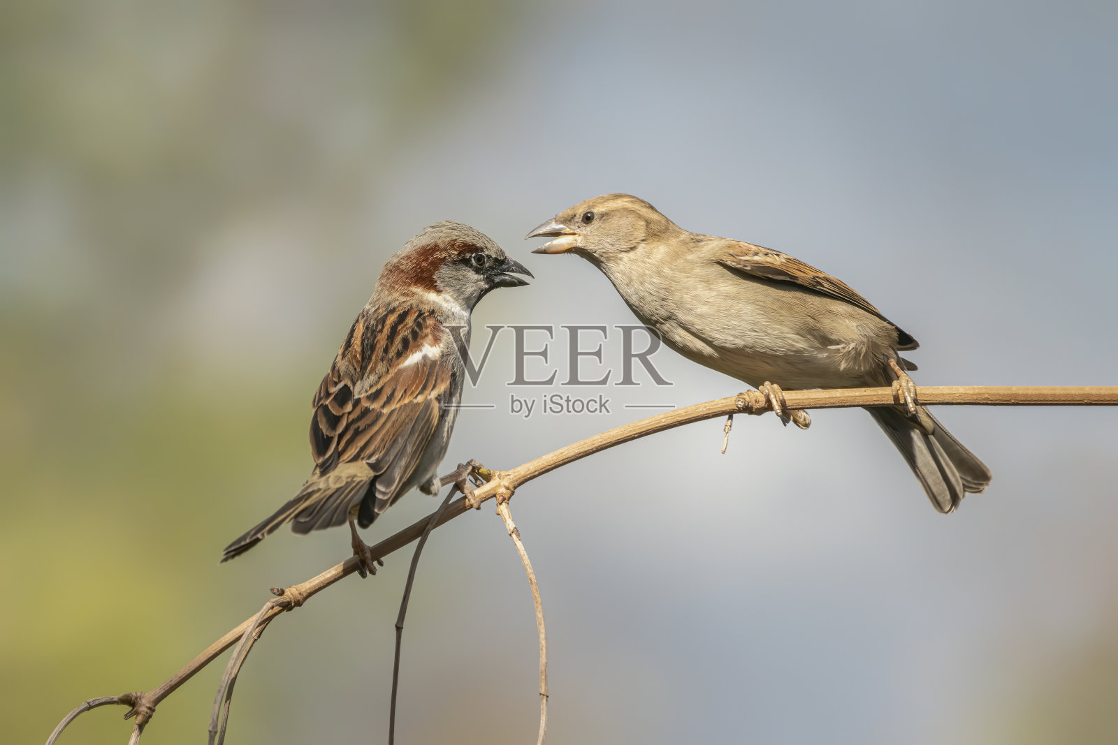 树枝上的两只雌性家麻雀(家麻雀)。照片摄影图片