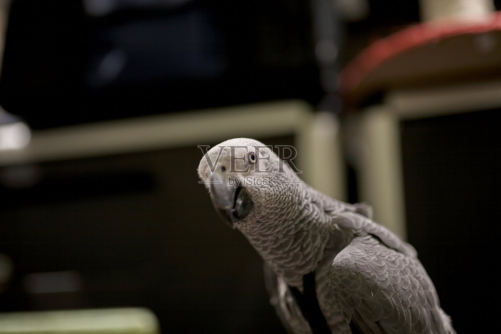 意大利热那亚一家动物商店里的灰鹦鹉照片摄影图片