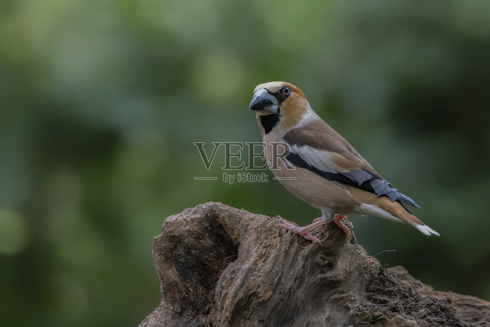 在荷兰北布拉班特的森林里，一只美丽的雄性霍翅雀(Coccothraustes Coccothraustes)站在树干上。照片摄影图片
