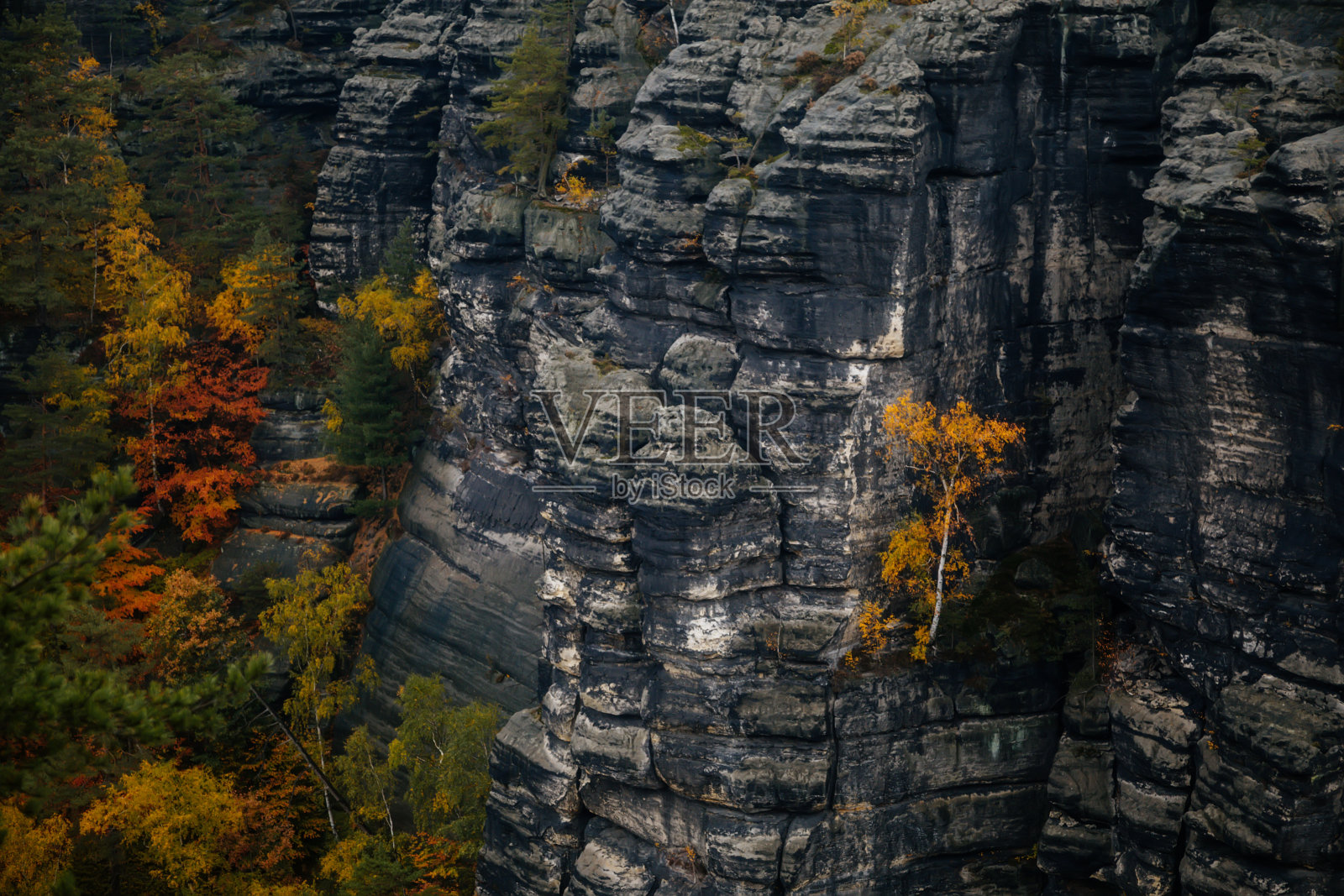 2020年10月28日，捷克，赫伦斯科，波西米亚瑞士国家公园，悬崖上的松树照片摄影图片