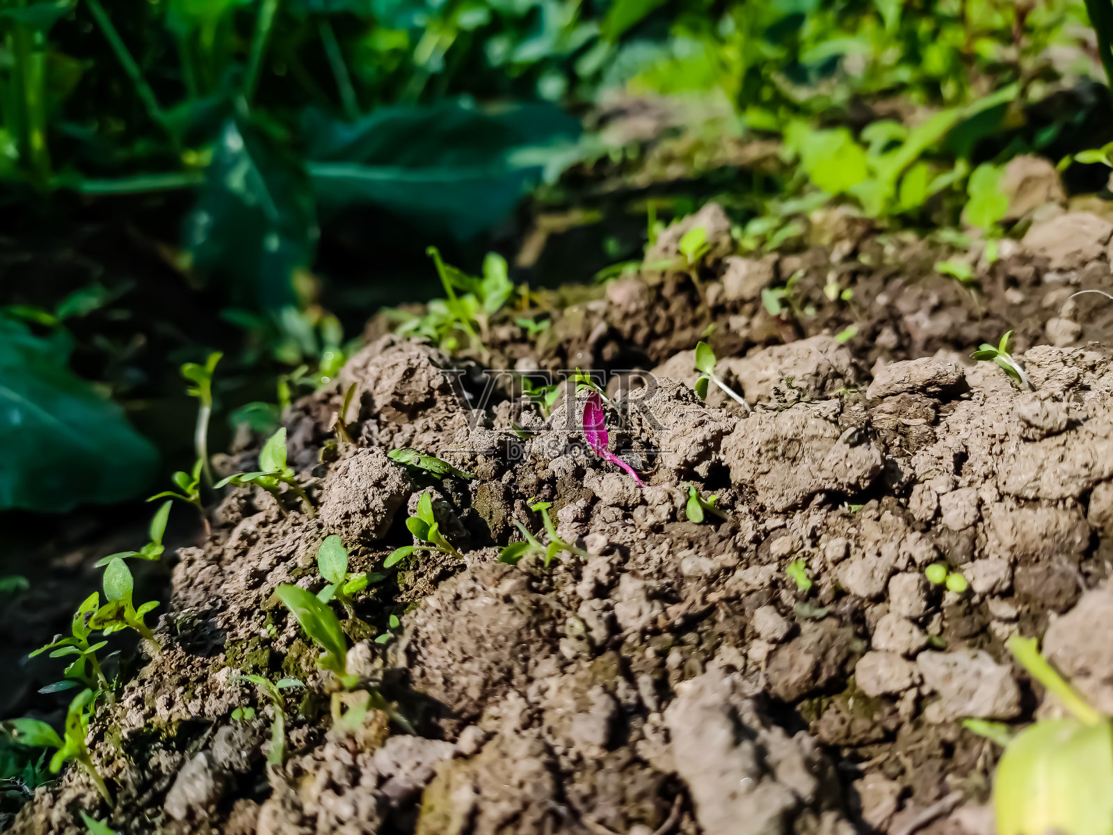 一个小红颜色的新生草特写细节拍摄在早晨。照片摄影图片