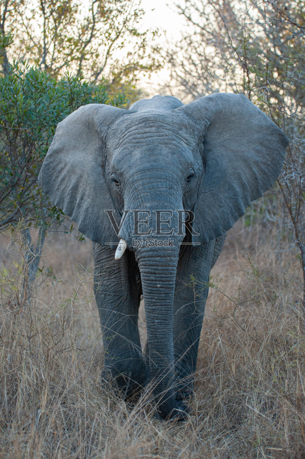 非洲象照片摄影图片