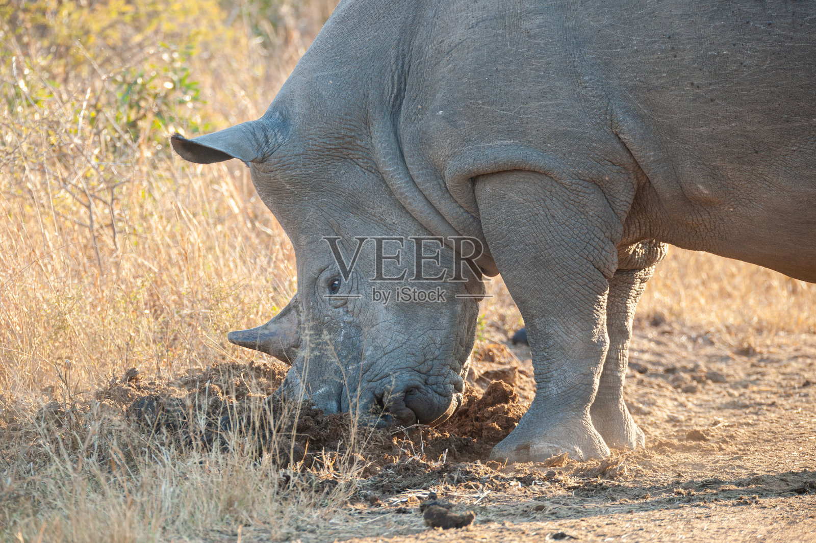 白犀牛标志领地照片摄影图片