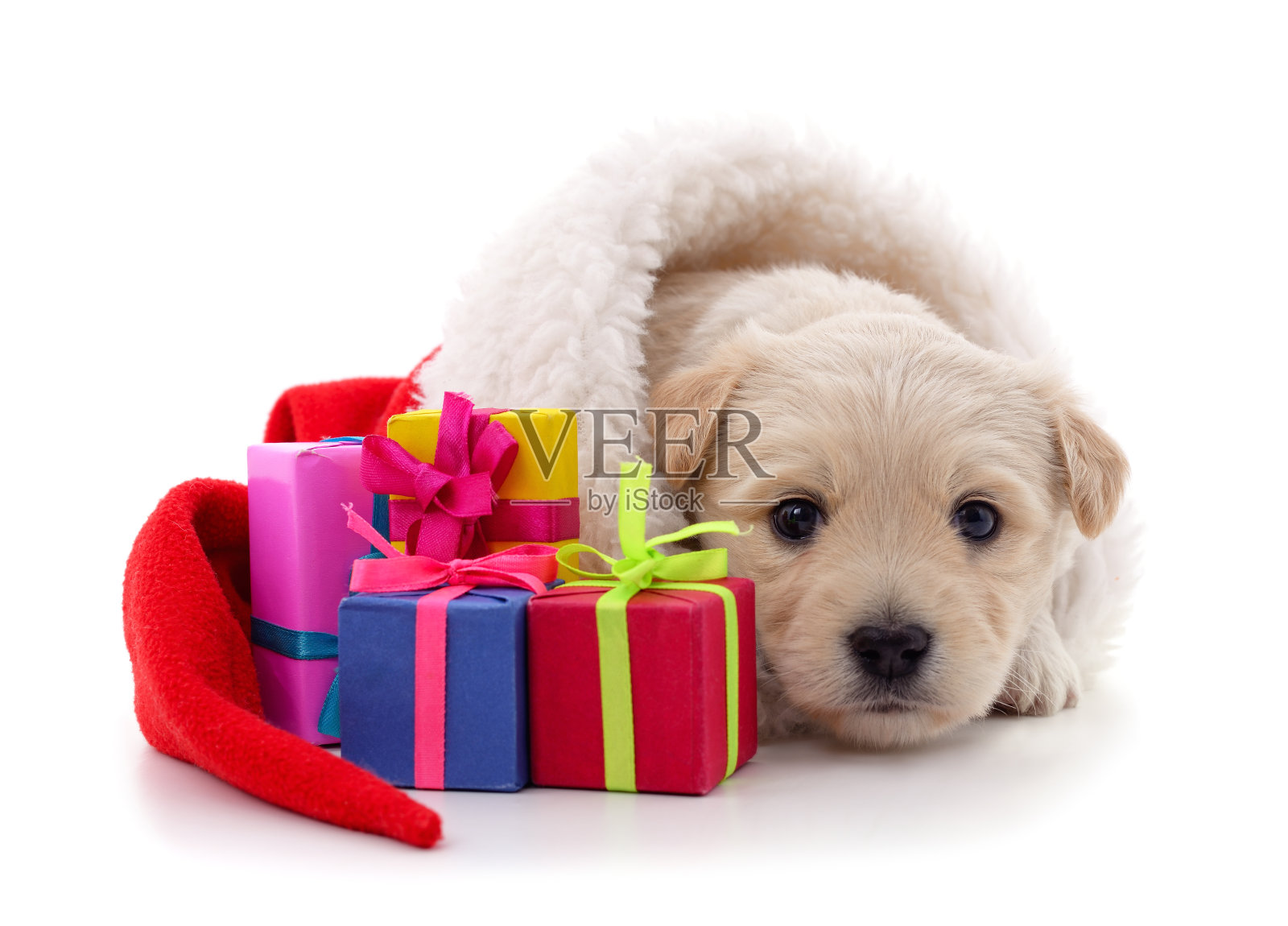 一只狗戴着圣诞帽，带着礼物。照片摄影图片