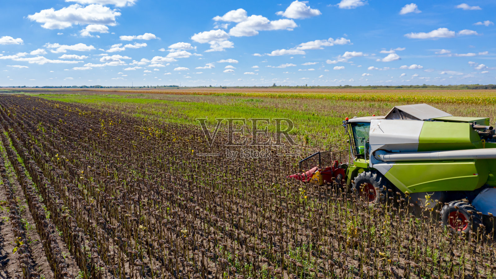 上图是农用收割机在收割成熟的向日葵。照片摄影图片