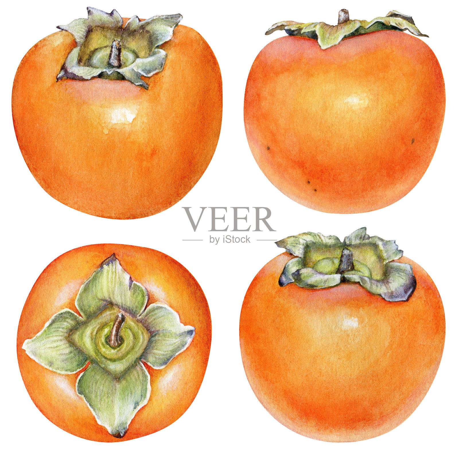 柿果实插画图片素材