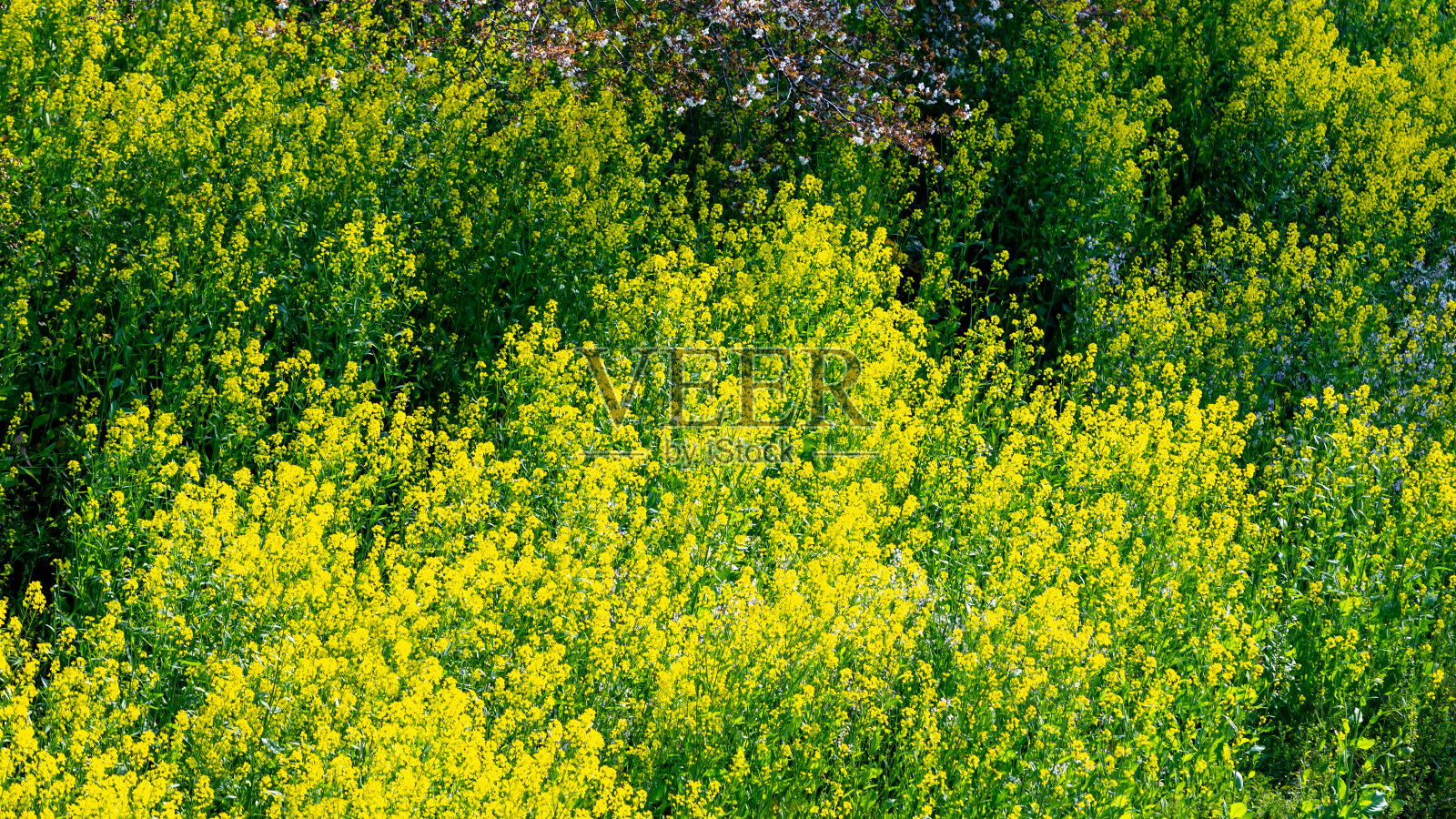 油菜花朵照片摄影图片