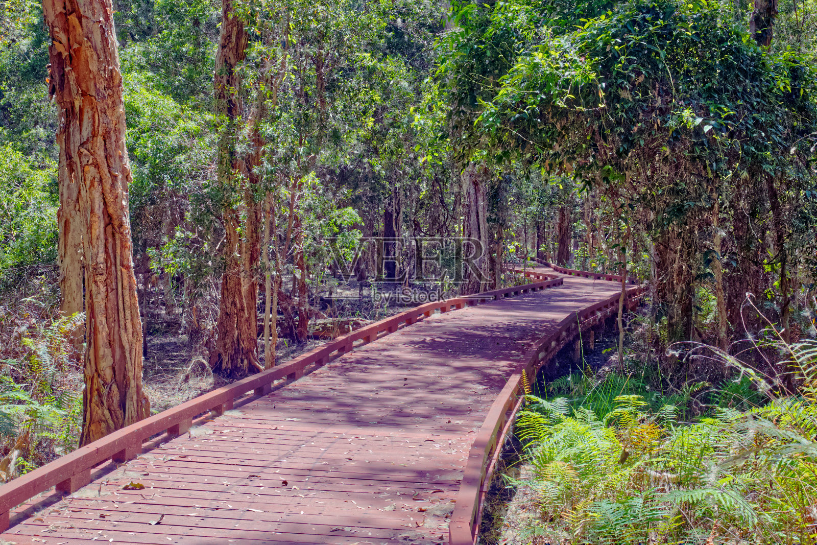 澳大利亚湿地红树林木板路黄金海岸照片摄影图片