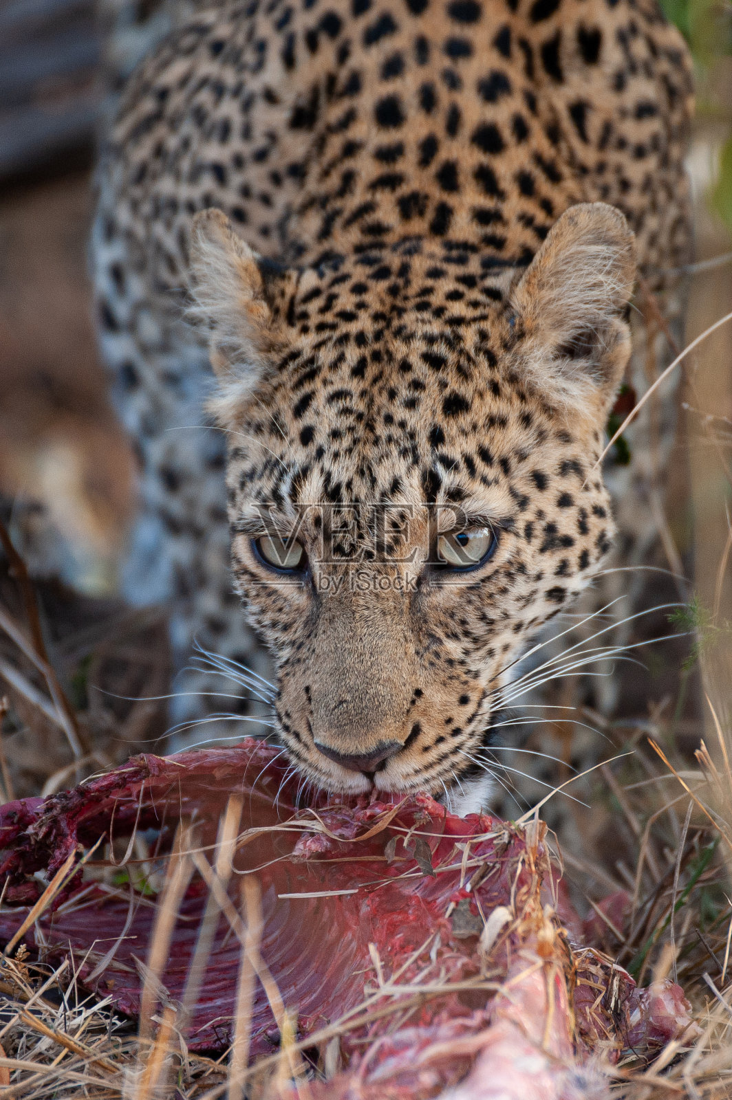 雌豹照片摄影图片