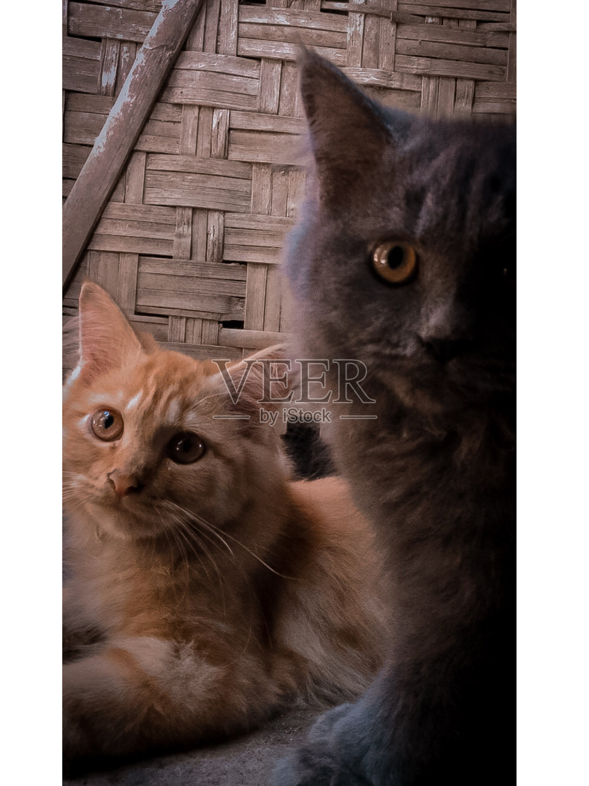 棕色和灰色照片摄影图片