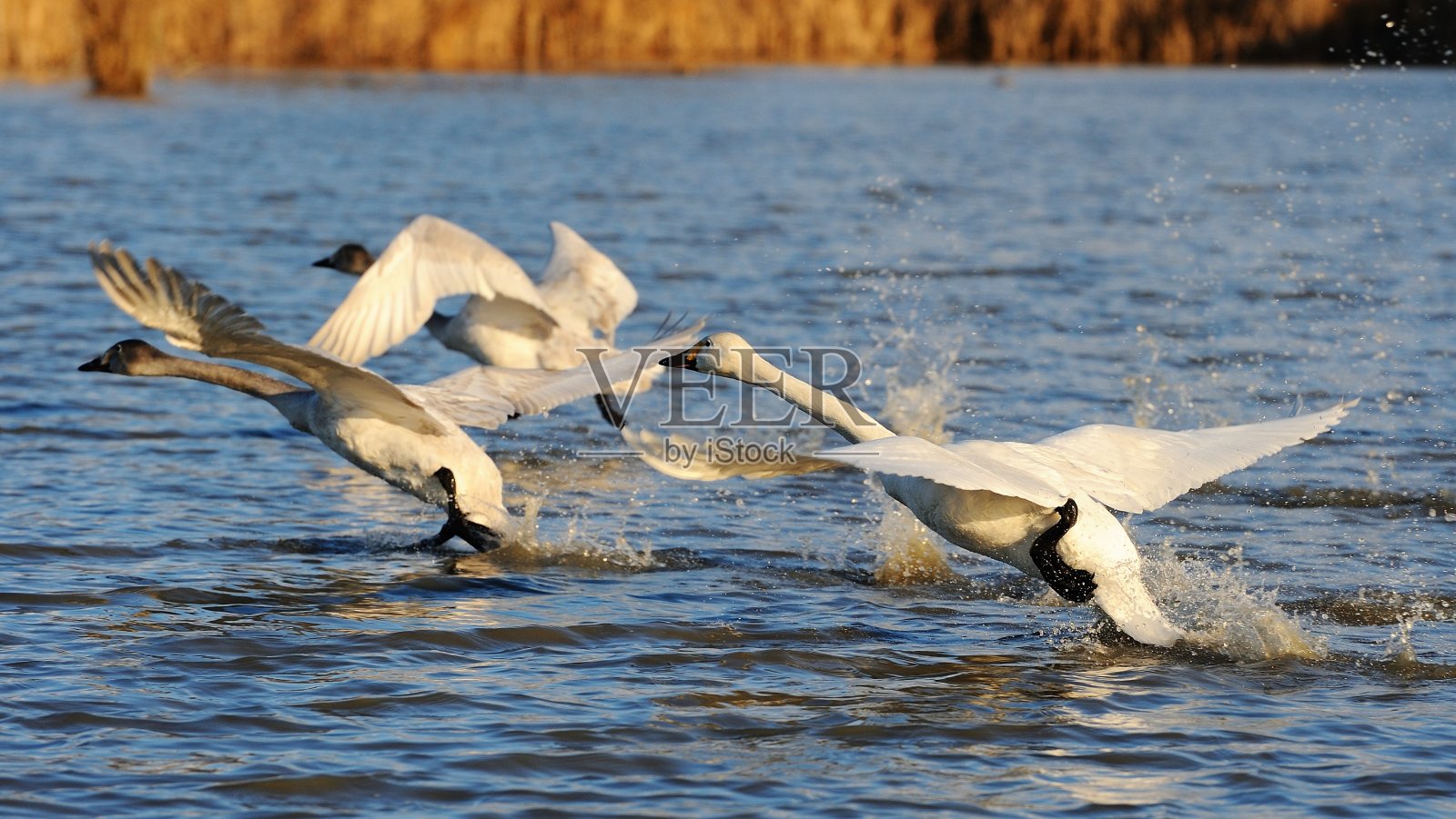 天鹅起飞。照片摄影图片