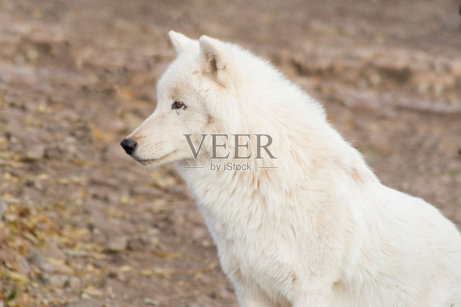 一只极地狼站在灰色的岩石上遥望远方。白狼照片摄影图片