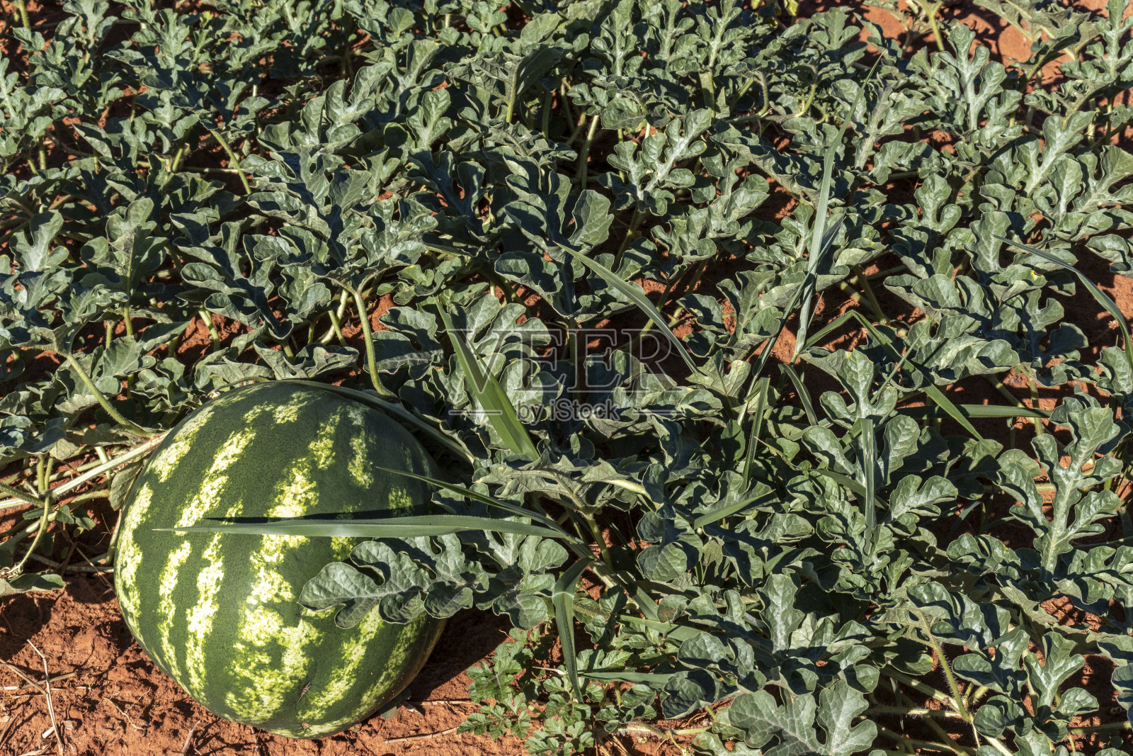 西瓜生长在巴西的田地里照片摄影图片