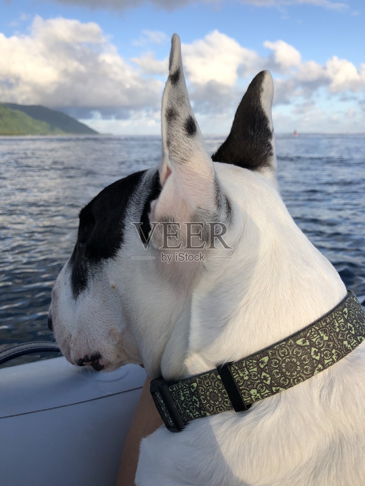 一条白色的狗在船上望着大海照片摄影图片