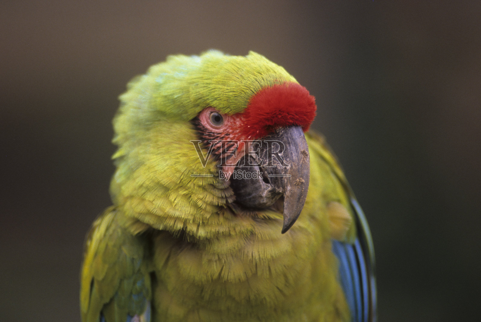 军事金刚鹦鹉照片摄影图片