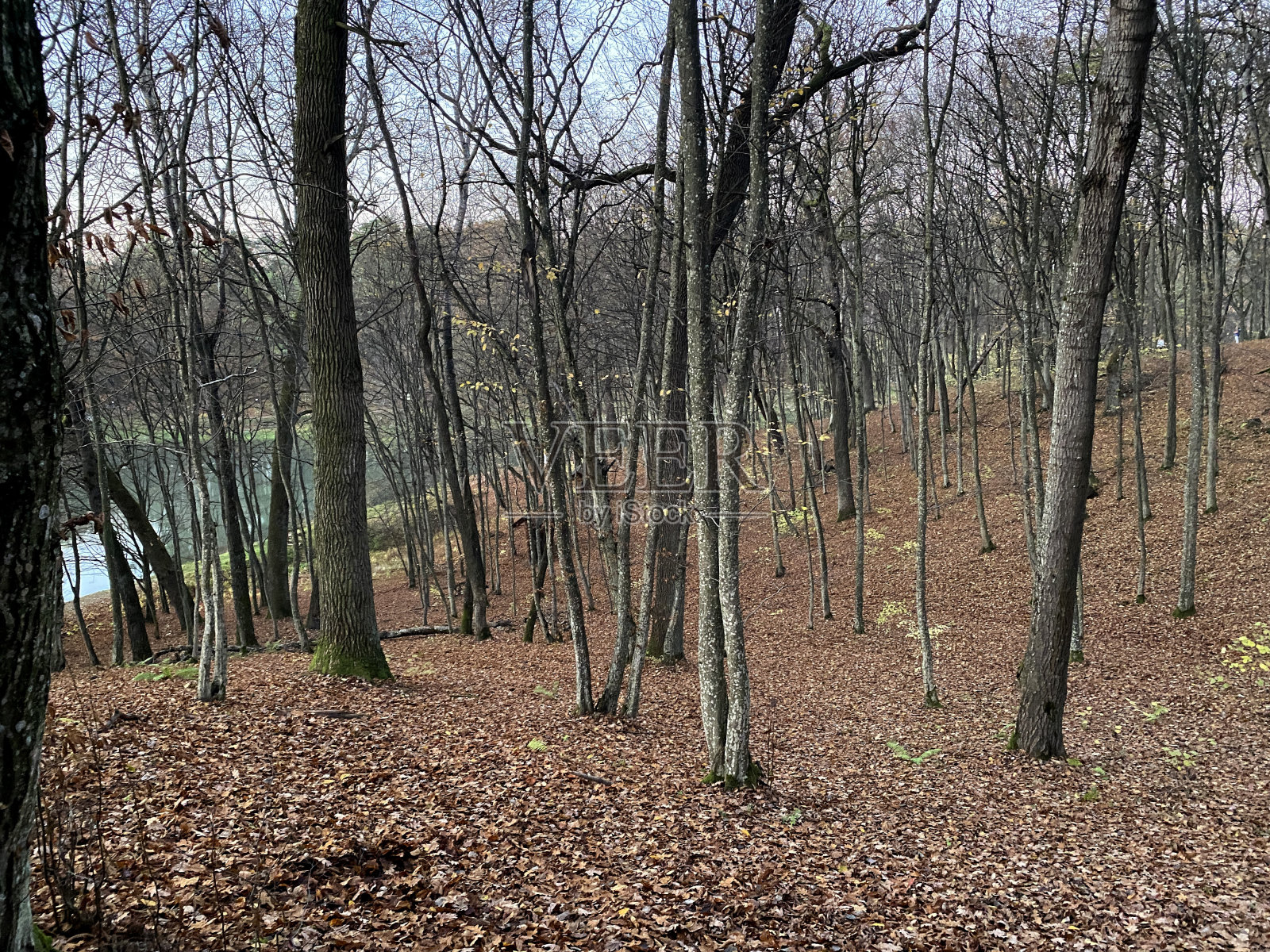 傍晚美丽的秋天公园照片摄影图片