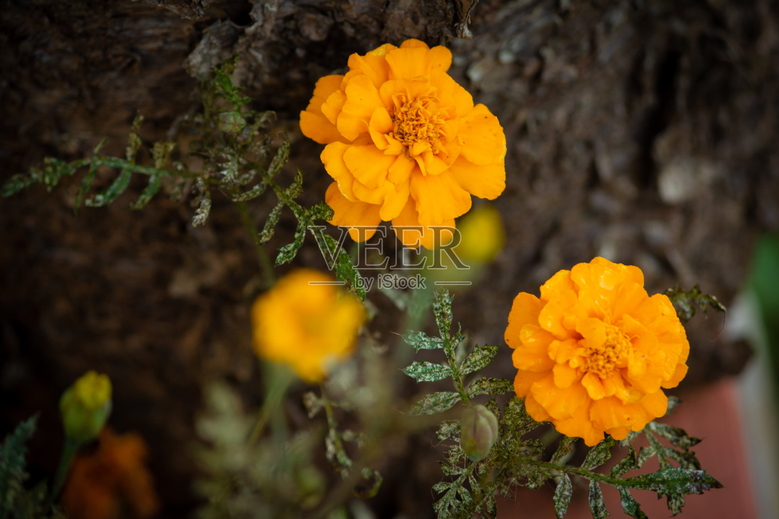 自然背景的黄色万寿菊，耶尔考德，印度照片摄影图片