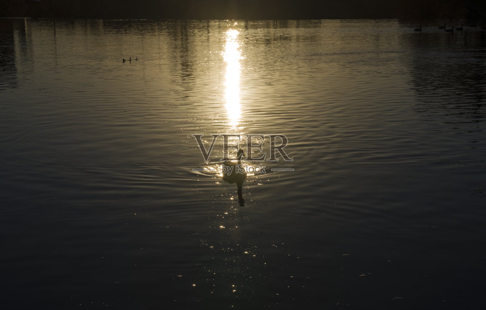 在阳光的照耀下，平静的水中的水鸟照片摄影图片