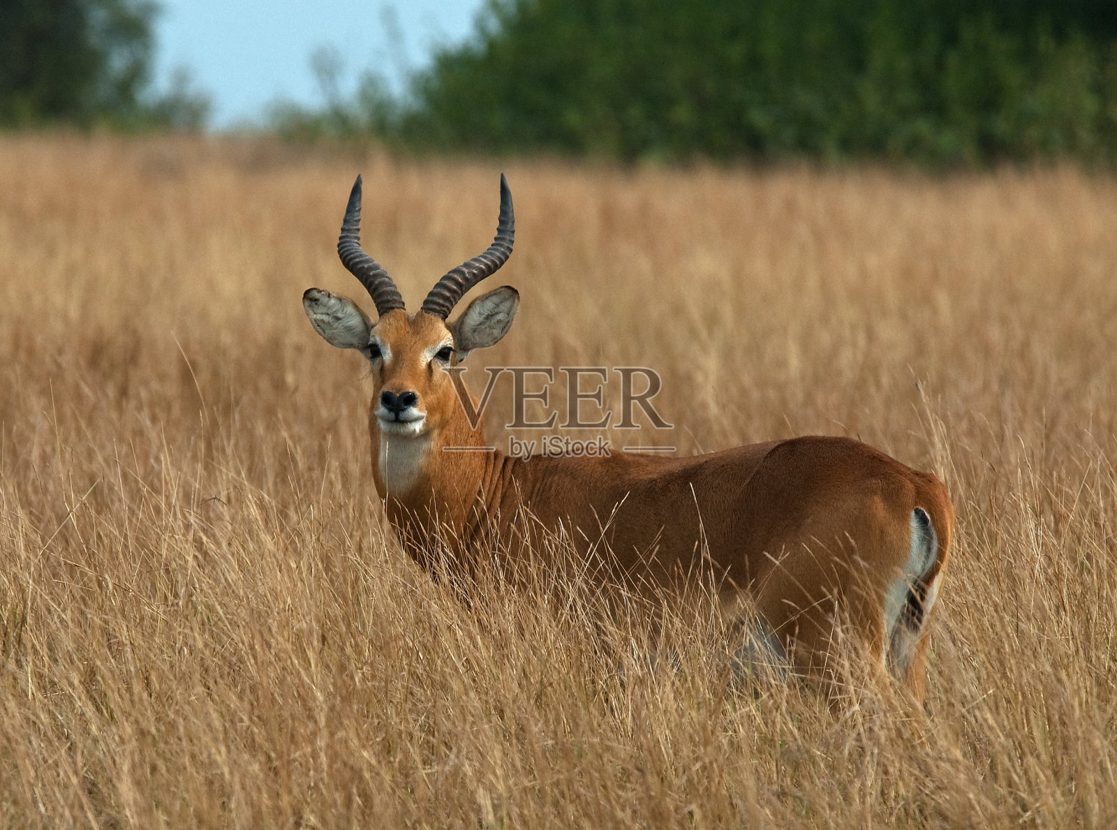 矮脚鹬，矮脚鹬栖息在高高的鹅肝里照片摄影图片
