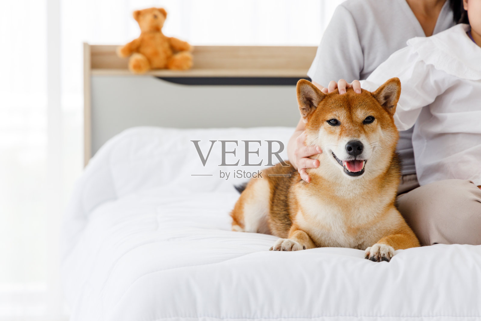 Shina Inu躺在床上。照片摄影图片