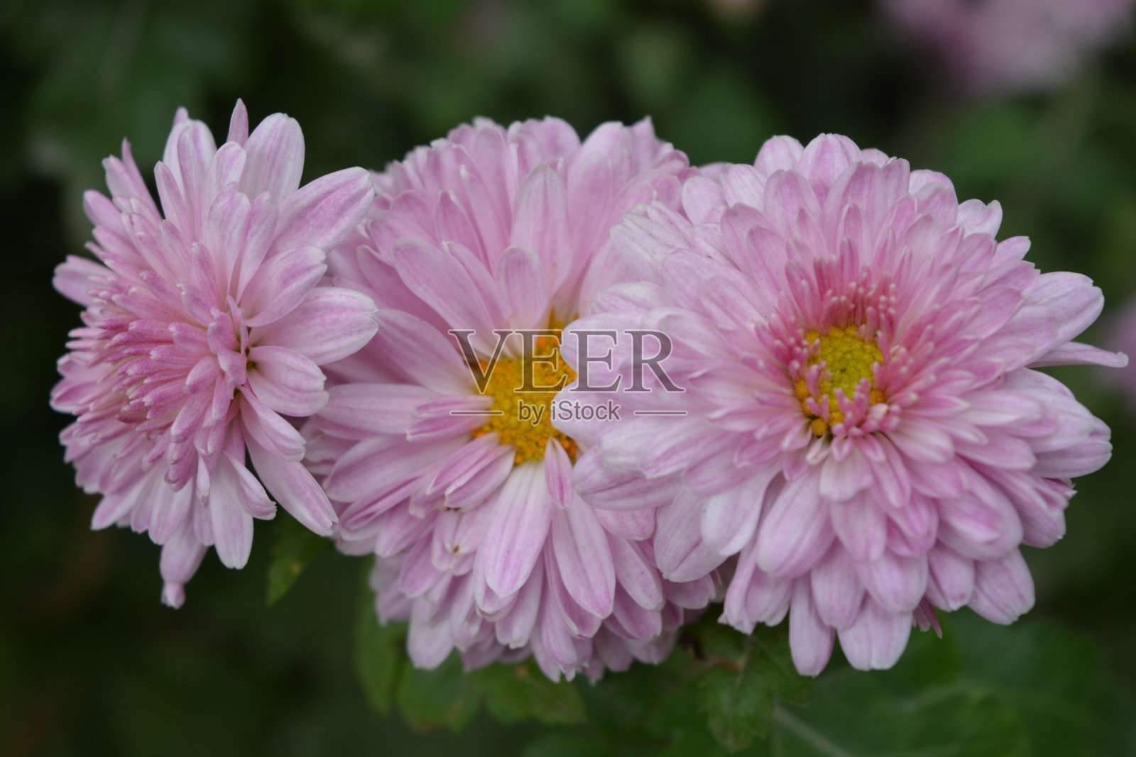 明亮和色彩丰富的高大乌克兰菊花灌木丛生长在第聂普罗市的街道上。大朵的紫色秋花映衬着明亮而令人难忘的大自然。照片摄影图片