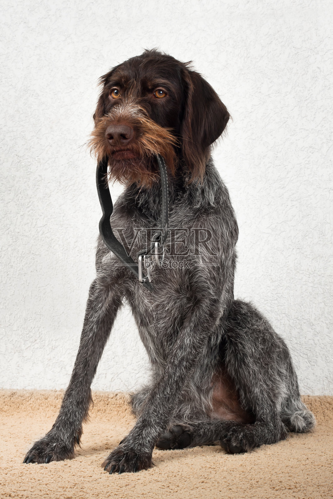 狗坐在那里，嘴里衔着项圈照片摄影图片