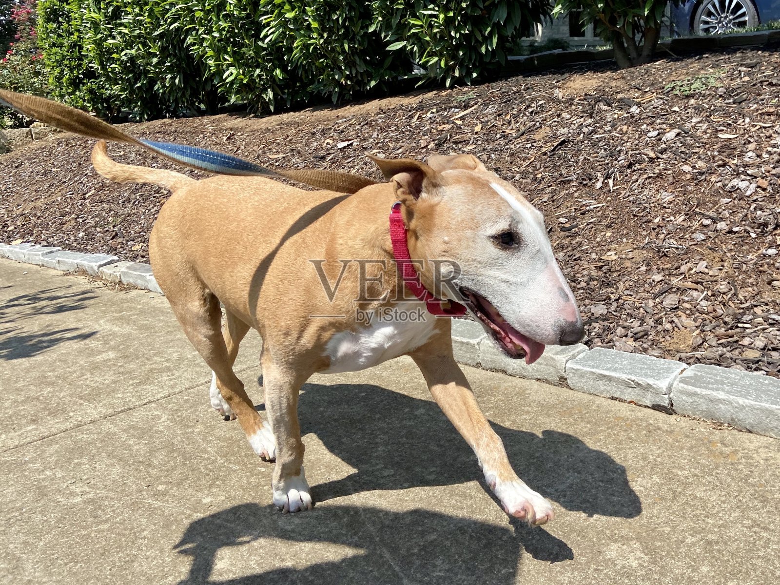 快乐的斗牛梗在散步照片摄影图片