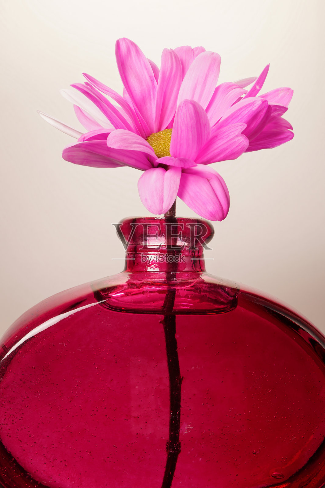 五颜六色的头和花瓣照片摄影图片